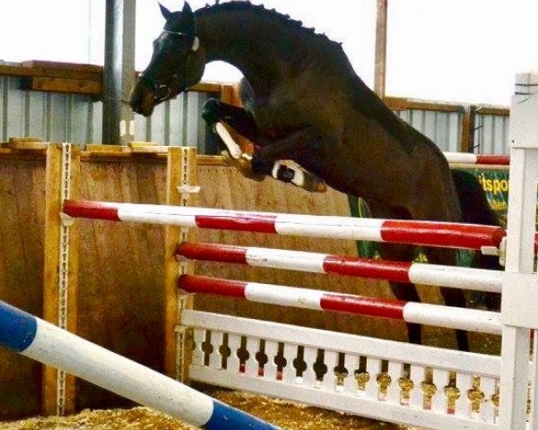 Zuchtstute Diva R (Holsteiner, 2011, von Diarado)
