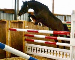 broodmare Diva R (Holsteiner, 2011, from Diarado)