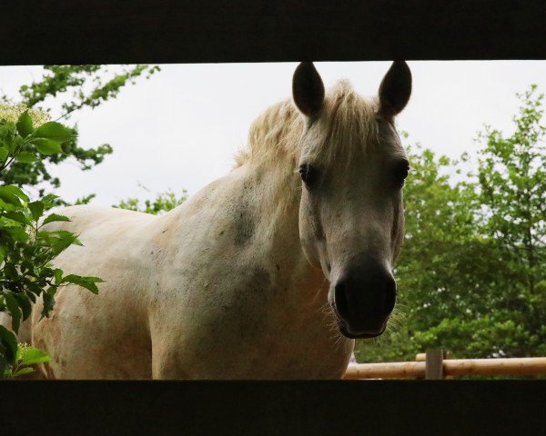 broodmare Violet Haze (Connemara Pony, 2008, from Frederiksminde Hazy Match)