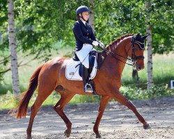 dressage horse Solea 7 (Hanoverian, 2009, from Sir Donnerhall I)