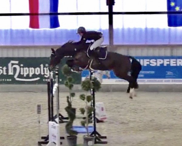 jumper Can Cun 2 (Holsteiner, 2008, from Casall Ask)