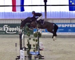 Springpferd Can Cun 2 (Holsteiner, 2008, von Casall Ask)