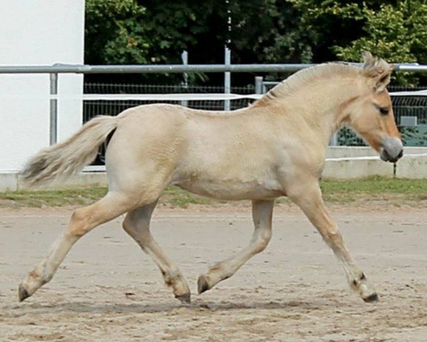 broodmare Senja (Fjord Horse, 2019, from Vacceur)