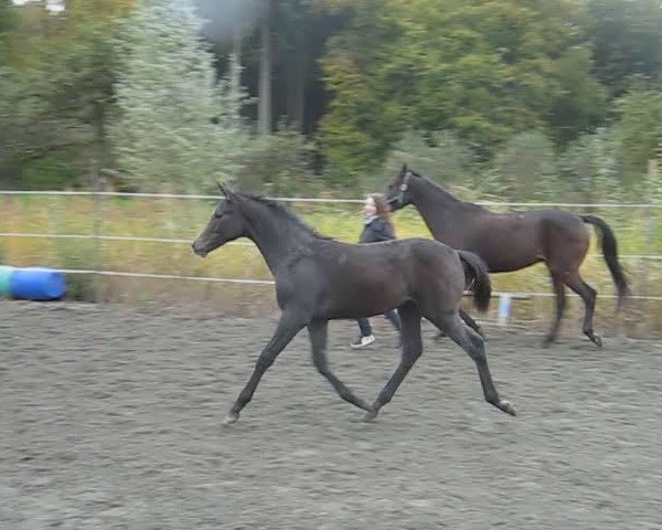 horse Déjà Vue (Württemberger, 2010, from Birkhofs Denario)