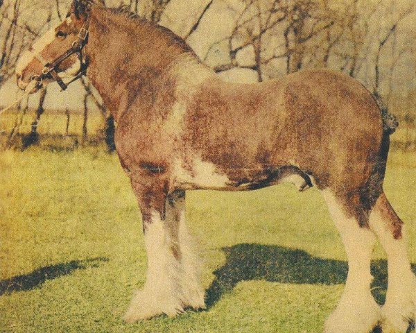 stallion Lochlands Flashdale (Clydesdale, 1959, from Muirton Sensation 24672)