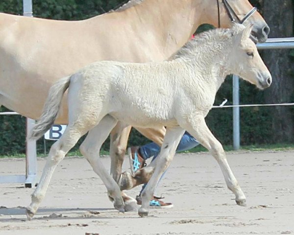 horse Grete (Fjord Horse, 2019, from Kelvin)