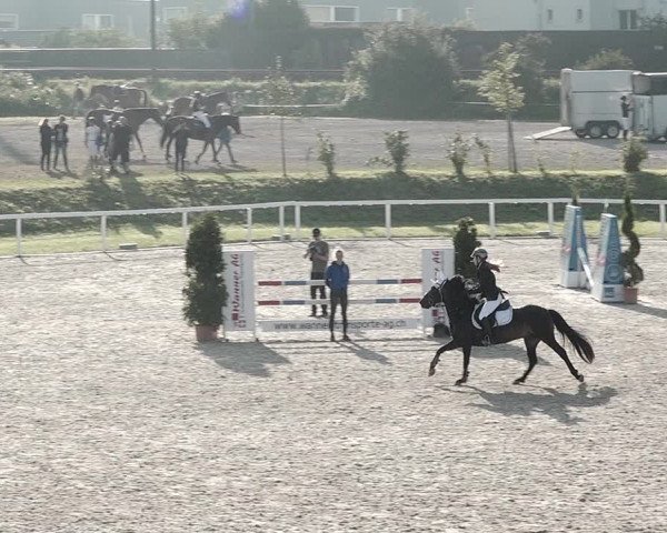 Pferdesporttage Bülach 2021