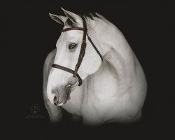 Cavallo da salto Cafino II (Holsteiner, 2008, di Cassini I)