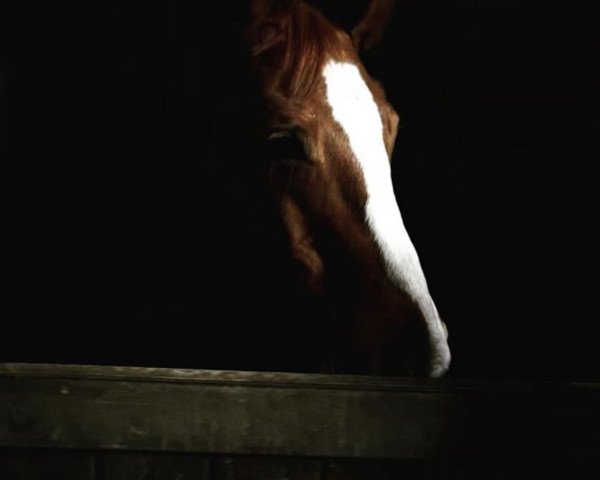 horse Pina Colada (Westphalian, 1995, from Pluspunkt)