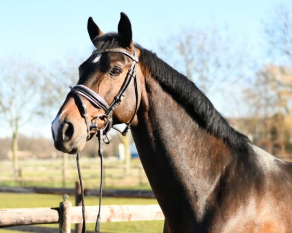 horse Iron Man (German Sport Horse, 2014, from Napoleon M)