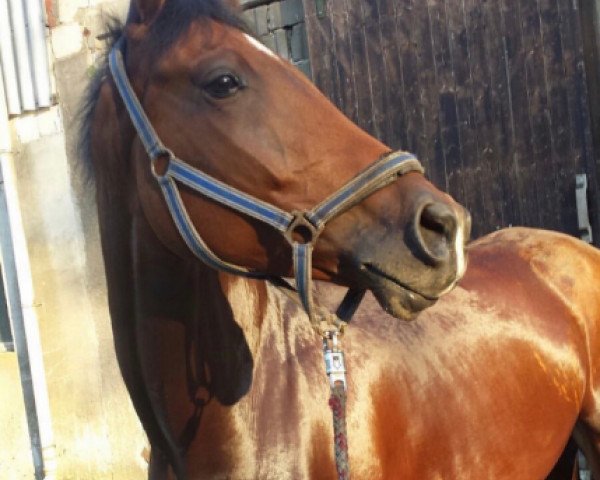 horse Caramelo X7 (German Sport Horse, 2012, from Lacoste 87)
