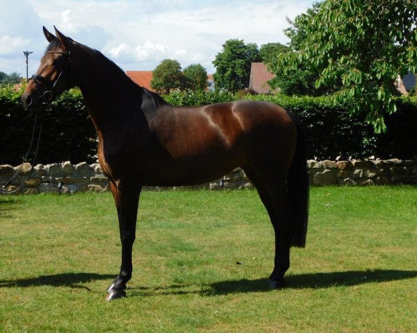 dressage horse Buckingham's Finest (Hanoverian, 2016, from Buckingham)