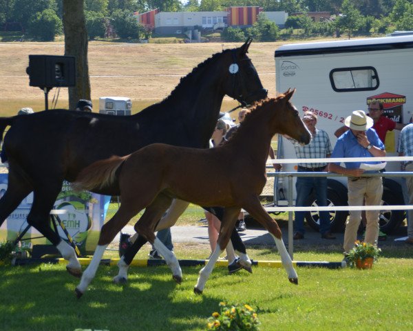 Springpferd Cahaya 3 (Holsteiner, 2019, von Comme il Faut)