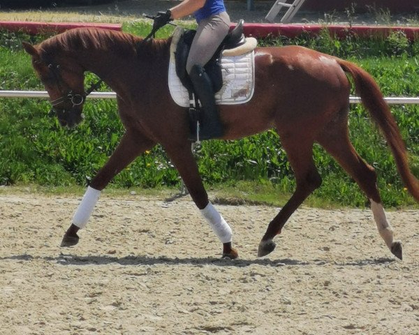 horse Tamina (German Warmblood, 2015, from Birkhof's Topas Fbw)
