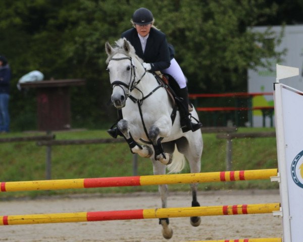 jumper Fly Away 41 (anglo european sporthorse, 2011, from Questions)