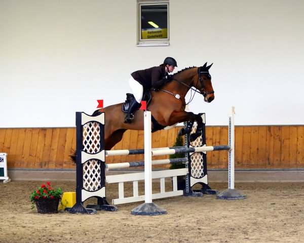 Springpferd Calimero Fb (Hannoveraner, 2004, von Cento)
