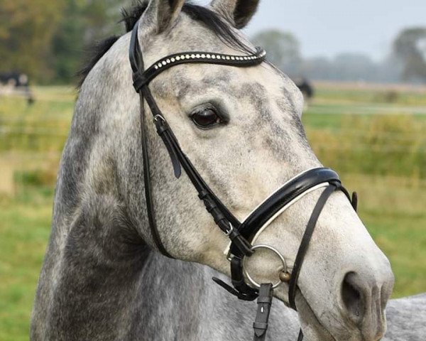 Zuchtstute Glamour Girl (Hannoveraner, 2012, von Grey Top)