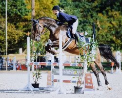 jumper Nemo P (Oldenburg show jumper, 2015, from Namelus R)