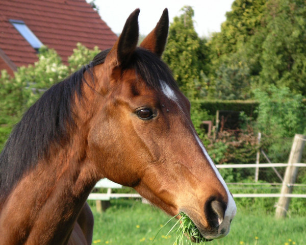 horse Pistacie (Danish Warmblood, 1990, from Picasso)