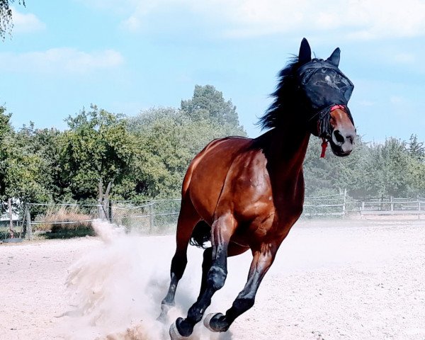 Pferd Kara Mia (Trakehner, 2008, von Summertime)