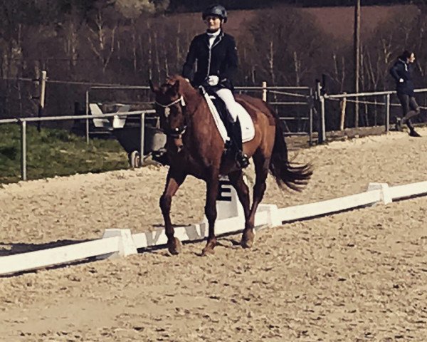 dressage horse For my Soul N. (Zweibrücken, 2010, from Florentianer)