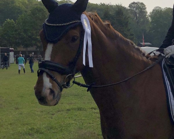 dressage horse Duke 338 (Hanoverian, 2014, from Dr. Watson)