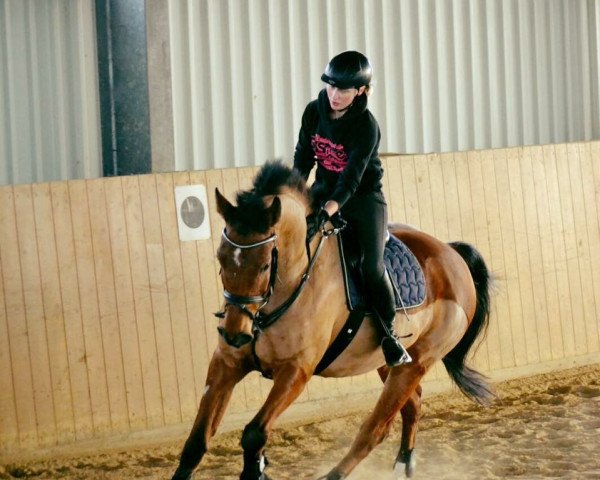 jumper Nando 491 (Zweibrücken, 2007, from New Quidam)