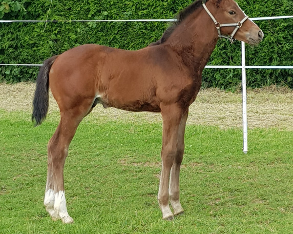Pferd Alfred Jodokus Quak (Westfale, 2019, von Amazon 4)