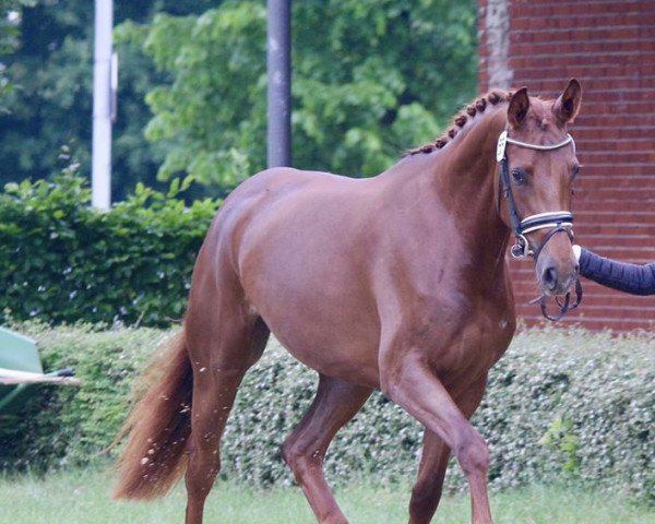 broodmare Famous Delilah (Oldenburg, 2016, from Dimaggio)