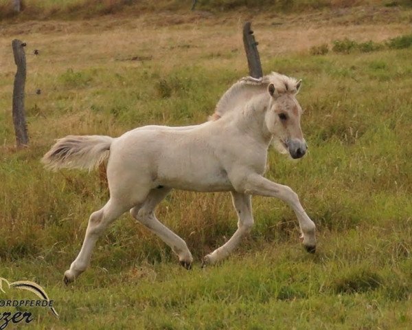 horse Durin (Fjord Horse, 2019, from Damar)