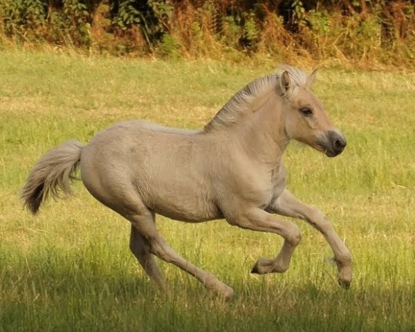 horse Fjella (Fjord Horse, 2019, from Mr. Tveiten N.2591)