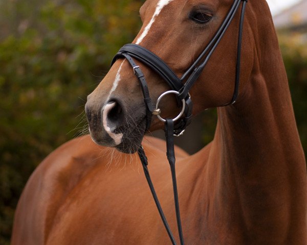 dressage horse Florentina 111 (Hanoverian, 2010, from Fürst Nymphenburg)