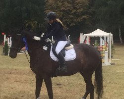 Springpferd Bellinis Girl (Westfale, 2013, von Balous Bellini)