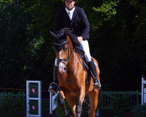 Springpferd GAW Magic Breeze (KWPN (Niederländisches Warmblut), 2013, von Breezer) Springpferd GAW Magic Breeze (KWPN (Niederländisches Warmblut), 2013, von Breezer)