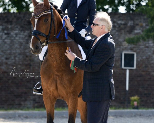 Dressurpferd Kalle Cool 10 (Oldenburger Springpferd, 2013, von Kannan)