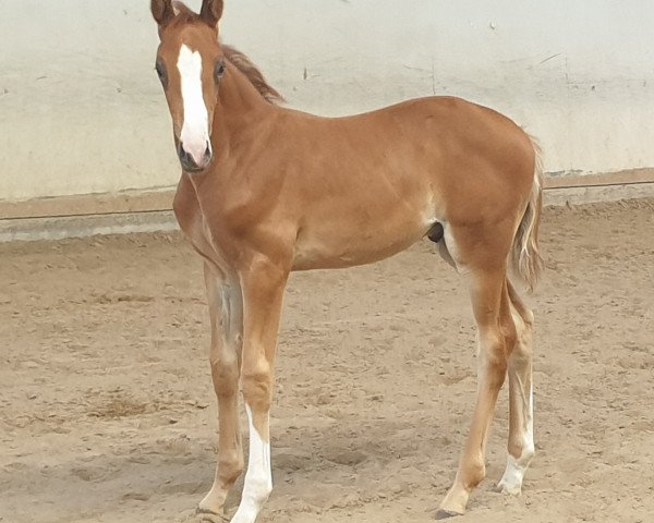 dressage horse Fire On Ice Fh (German Sport Horse, 2019, from Freiherr von Stein)