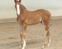 dressage horse Fire On Ice Fh (German Sport Horse, 2019, from Freiherr von Stein)