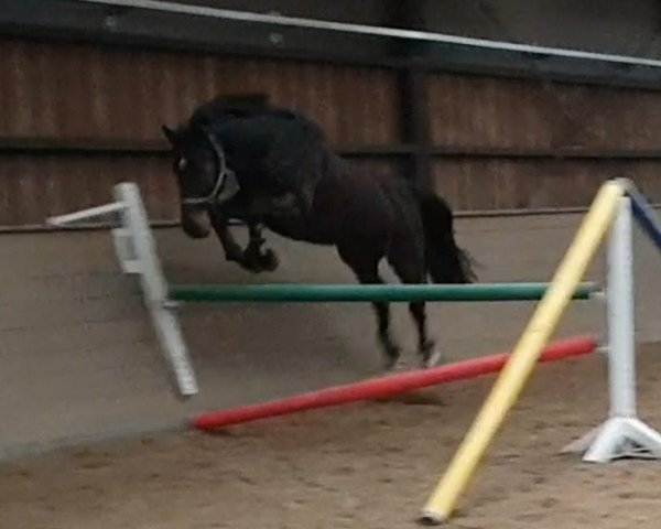 jumper Bluff 6 (KWPN (Royal Dutch Sporthorse), 2006, from Tenerife)