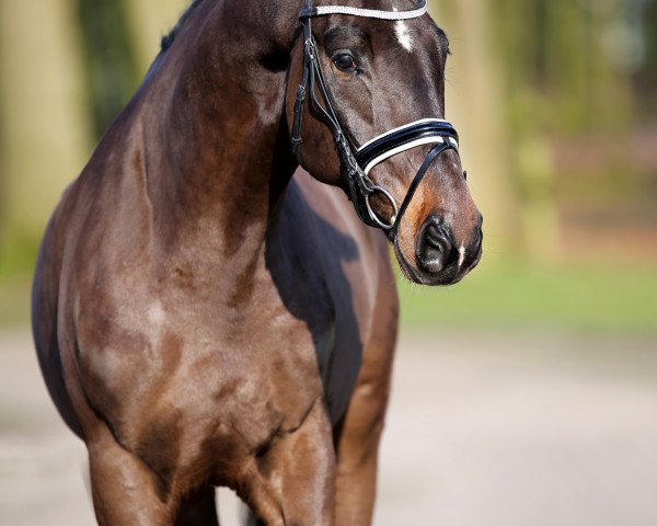 Pferd G7_ (Oldenburger, 2014, von Grey Flanell)
