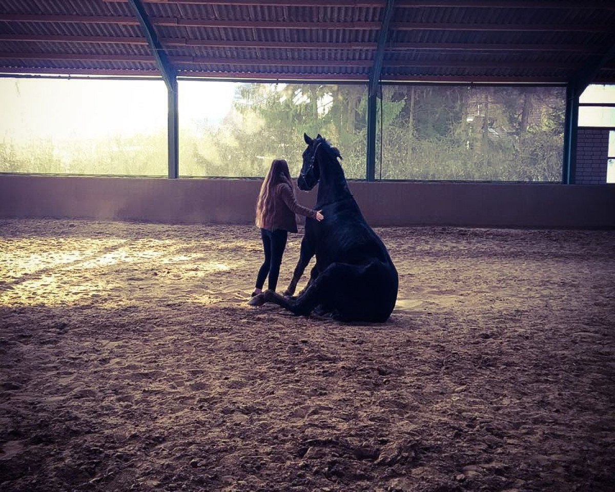 dressage horse Silvano 107 (Oldenburg, 2007, from Sir Donnerhall I)
