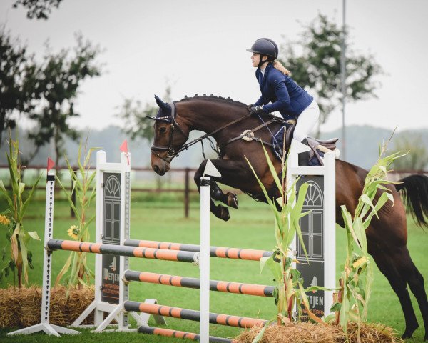 Springpferd Miracle Dobby (Deutsches Sportpferd, 2016, von Mytender)