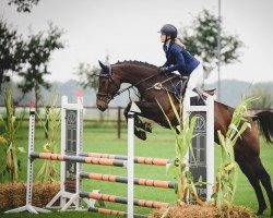 jumper Miracle Dobby (German Sport Horse, 2016, from Mytender)