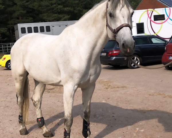 jumper Cinderella 661 (Holsteiner, 2009, from Cassiano)