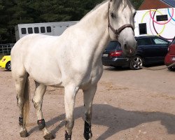 jumper Cinderella 661 (Holsteiner, 2009, from Cassiano)