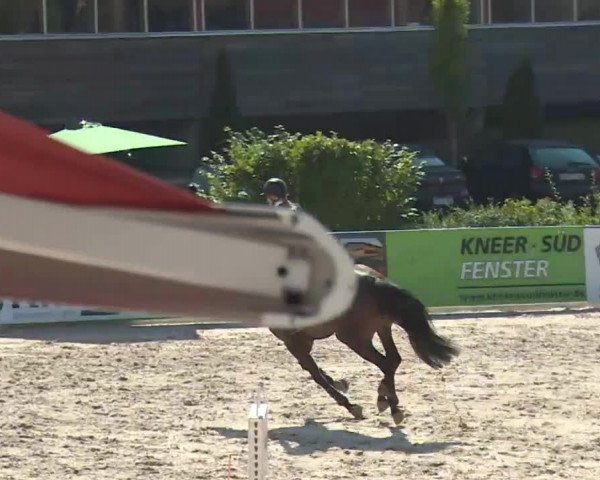 HORSE classics Killingen 2016