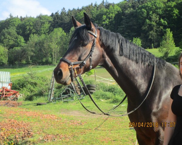 broodmare Mercedes 140 (German Sport Horse, 2009, from Monte Bellini) broodmare Mercedes 140 (German Sport Horse, 2009, from Monte Bellini)