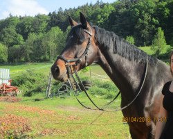 broodmare Mercedes 140 (German Sport Horse, 2009, from Monte Bellini)