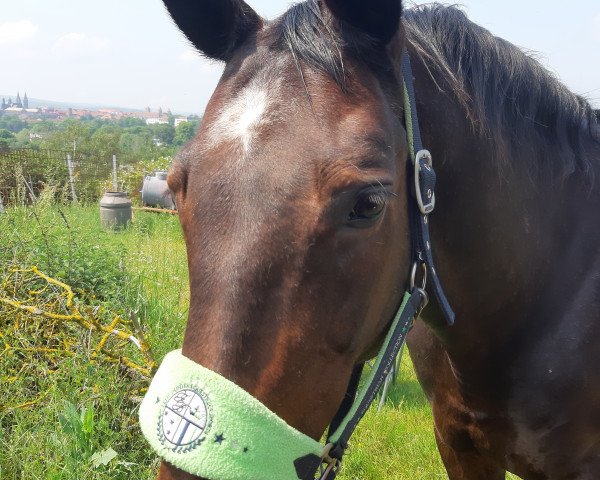 broodmare Landana (Oldenburg, 1999, from Landor S)
