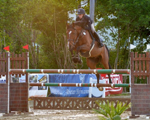 jumper Efraim (Belgian Warmblood, 2004, from Lux Z)
