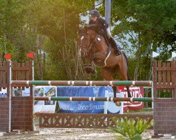 Springpferd Efraim (Belgisches Warmblut, 2004, von Lux Z)